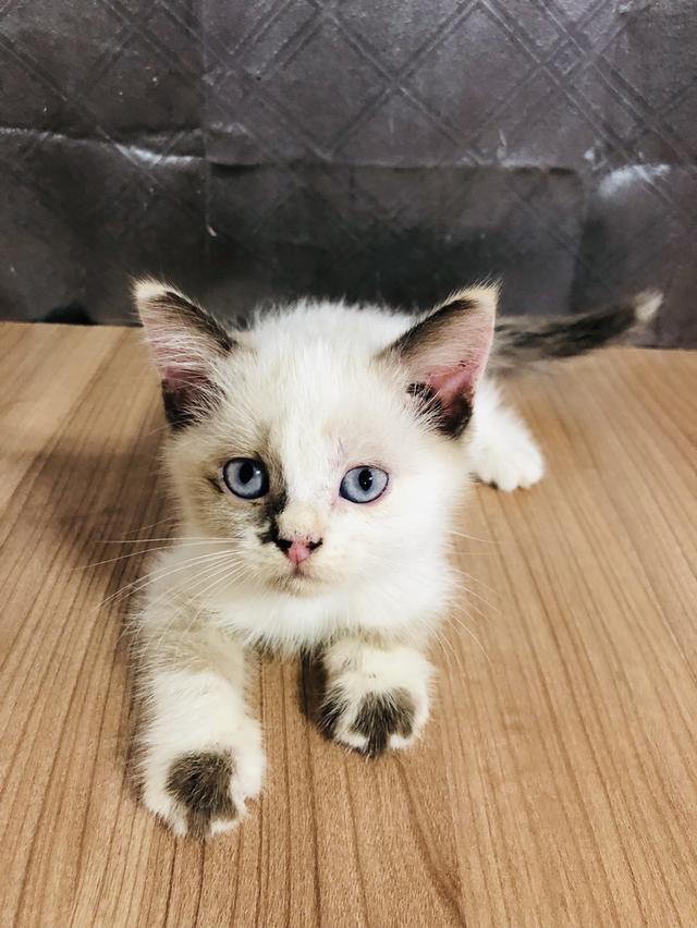 คนขายเลี้ยงเองครับ น้องแมวพันธุ์ อเมริกันเคิร์ลผสมหิมาลายัน เพศหญิง  ( ตาสีฟ้า ) 3