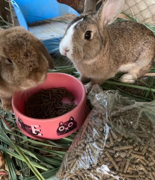 อาหารกระต่าย 2