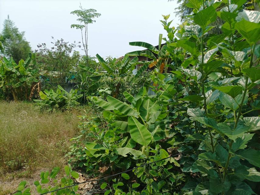 ขายที่ดิน 113ตร.ว. ต.สง่าบ้าน อ.ดอยสะเก็ด จ.เชียงใหม่ 9