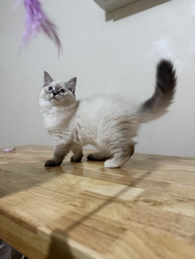ลูกแมวไซบีเรียน (Siberian Cat) มีใบเพ็ท WCF