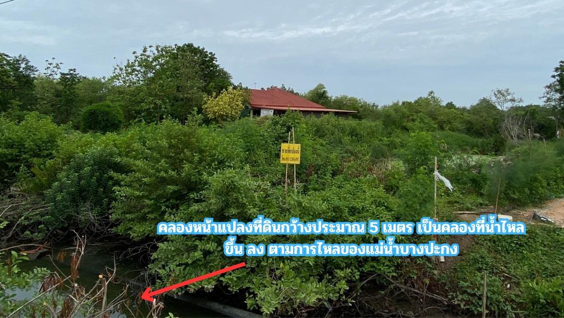ขายที่ดิน ติดคลอง 2 ไร่ ใกล้ถนนสิริโสธร หรือถนน 314 (บางปะกง-ฉะเชิงเทรา)  ต.สนามจันทร์ อ.บ้านโพธิ์ จ.ฉะเชิงเทรา 3