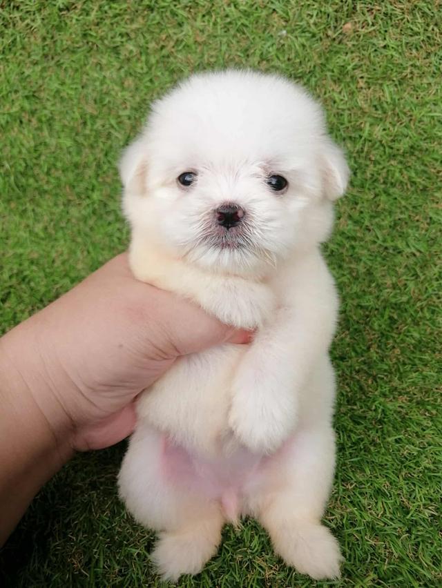 ดญ.มะลิ 3500  2