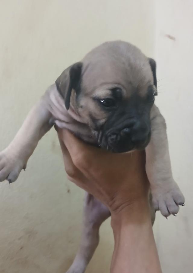 พิทบูล แบนด็อก" (Pitbull Bandog รูปที่ 2