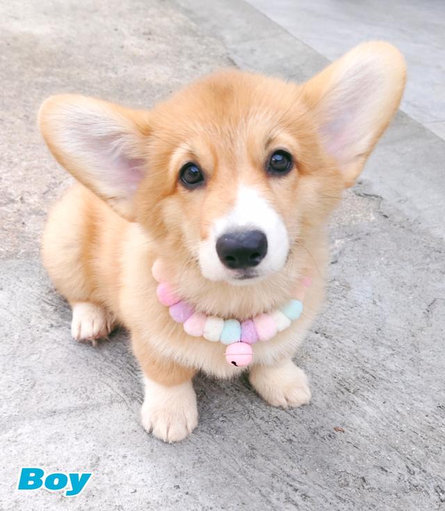 คอร์กี้พร้อมย้ายบ้านครับ 6