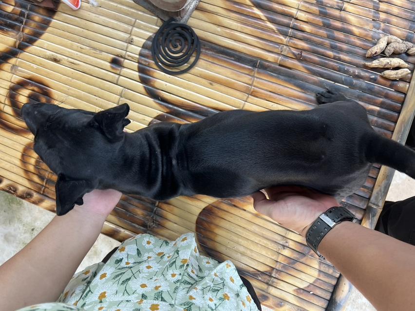สุนัข 6