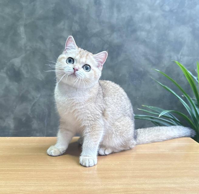 British Shorthair (ผู้หญิง) 3