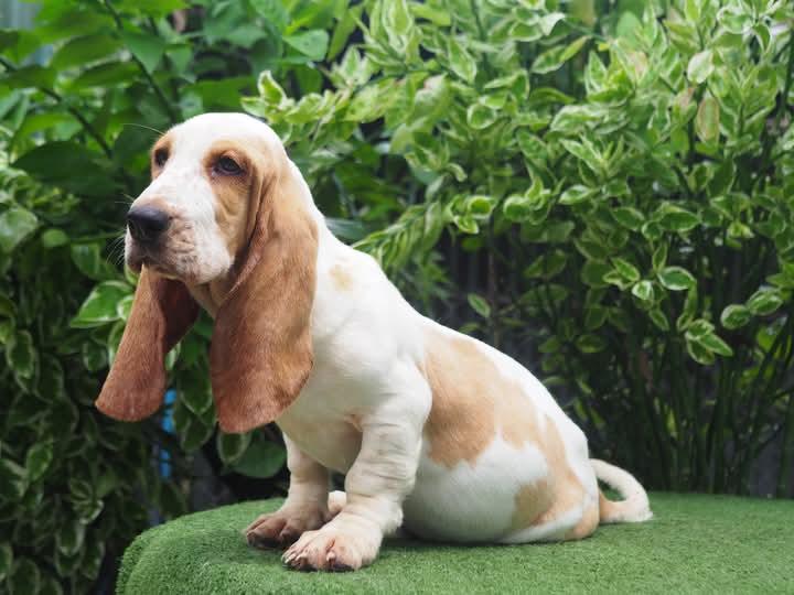 ขาย Basset Hound พันธุ์ หูยาว 2