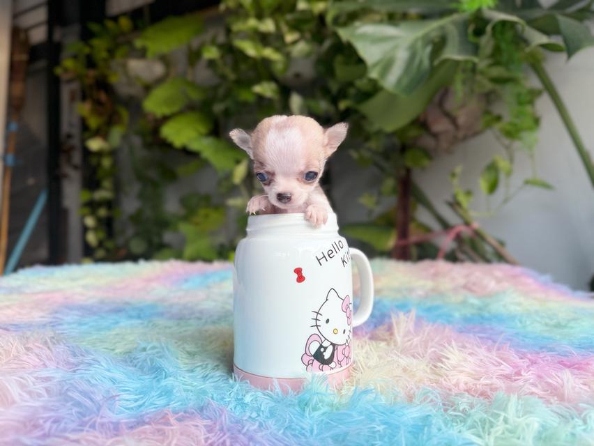 ชิวาวาแท้ขนสั้น เพศผู้