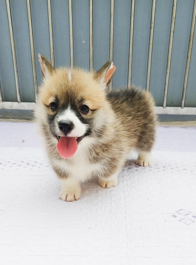 5ตัวสุดท้ายแล้ว ลูกคอร์กี้ขาสั้น รูปที่ 5