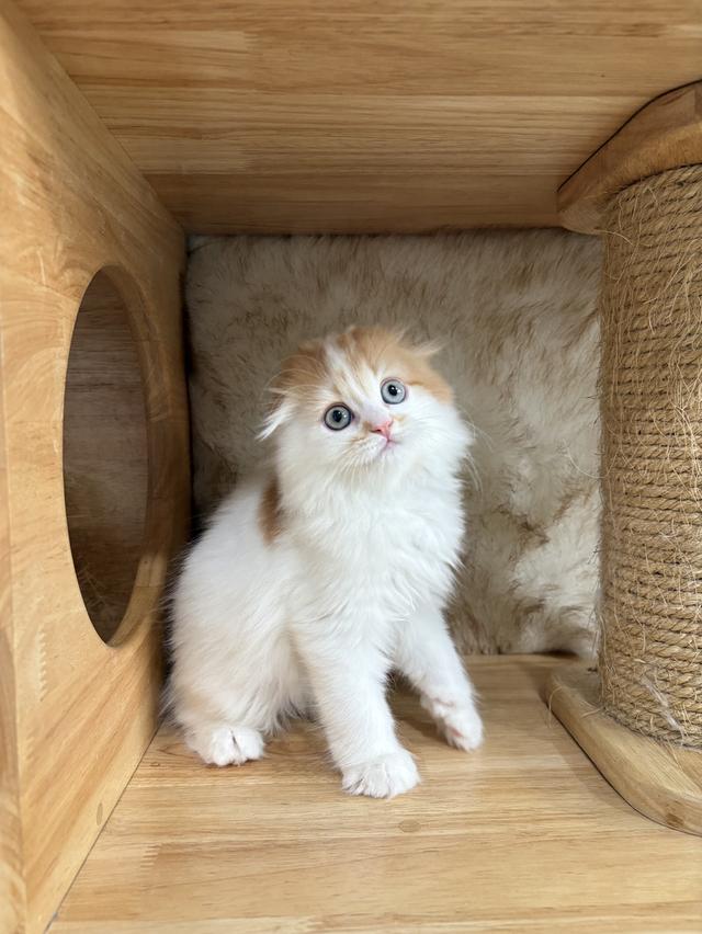 Scottish Fold Male 👦