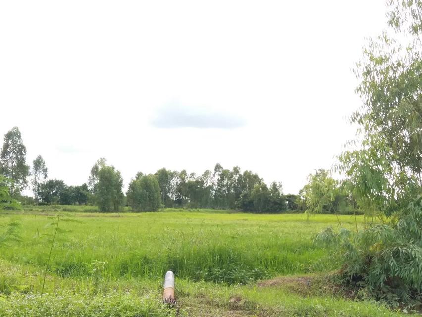 ที่ดิน ที่นา 16 ไร่ เจ้าของขายเอง 6