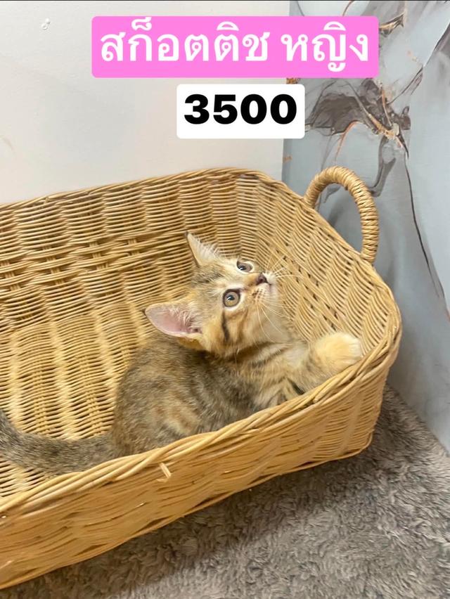 สก๊อตติชหญิง❌ปิด❌ 3500 2 เดือน