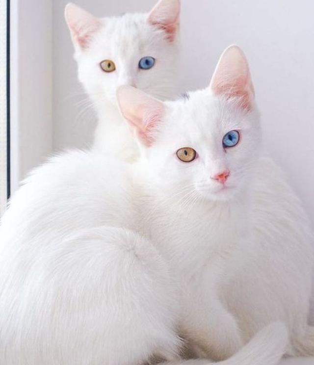 แมวพันธุ์ขาวมณี 1