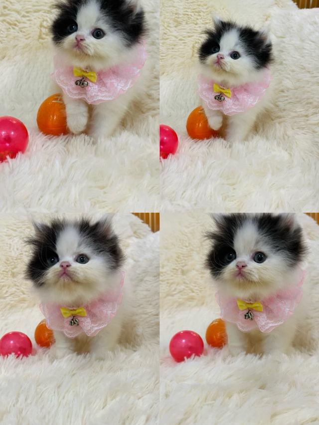 แมวเปอร์เซีย