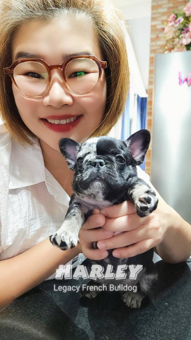 Harley, Exotic French Bulldog, black merle, rare color