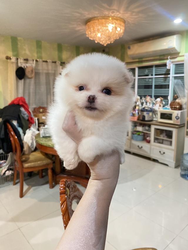 ปอมเมอเรเนียนแท้ มาดูตัวจริงได้ มีหลายตัวให้เลือก 7