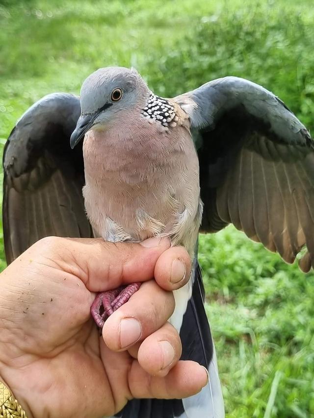 นกเขาใหญ่ไม่ทราบเพศ 1