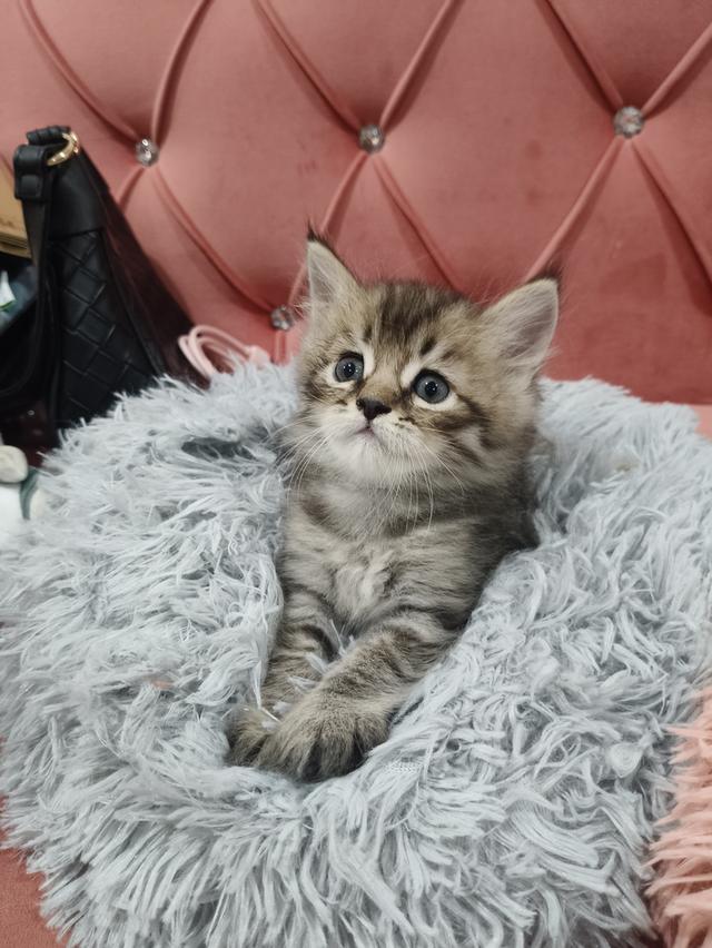 เด็กชาย หาบ้าน พร้อมย้าย 😻🫶🏡🏠💜 รูปที่ 2