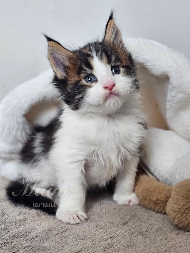 ลูกแมวเมนคูนแท้ เพศผู้
