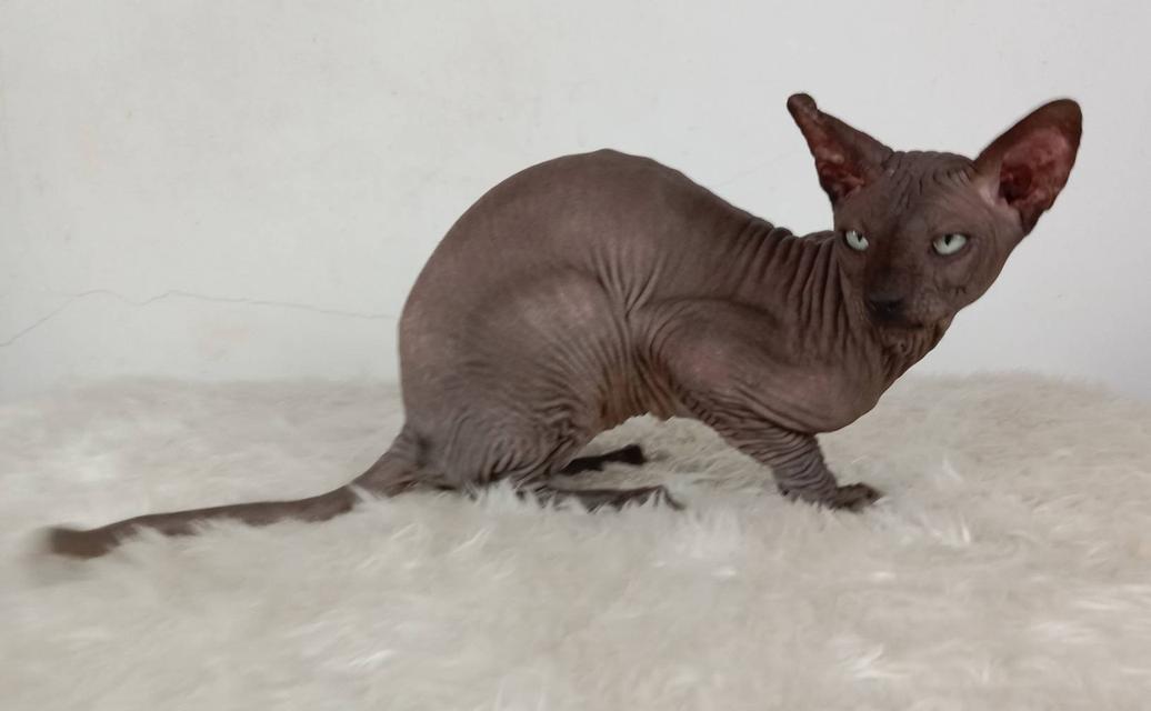 15.แมวสฟิงซ์/เพศผู้ หาบ้าน Sphynx Cat/Male looking for a new home