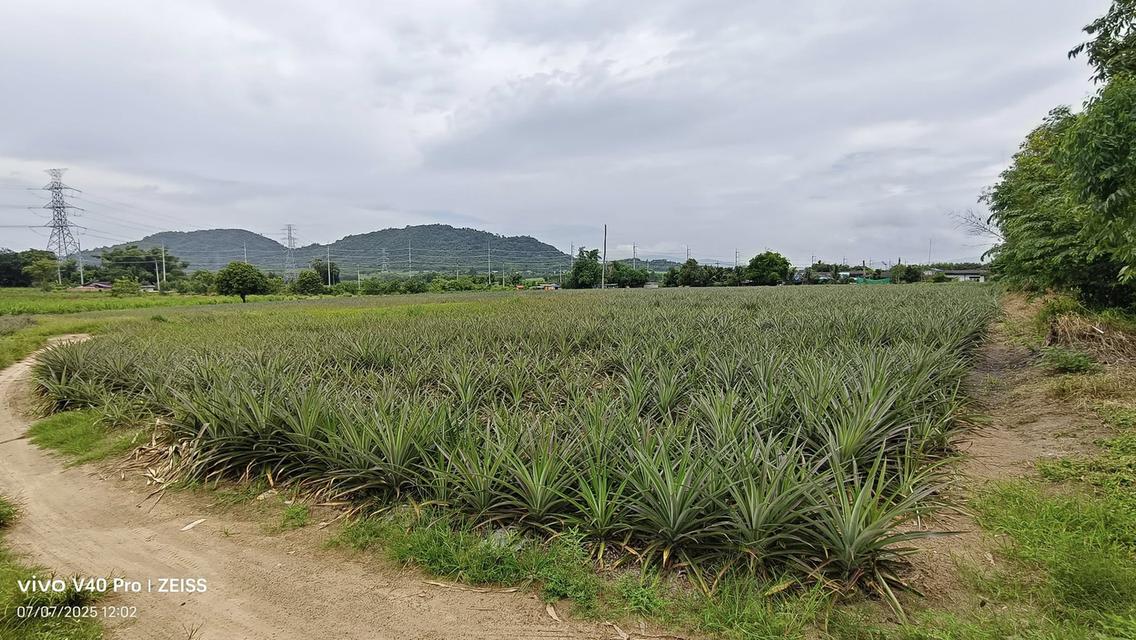 ขายที่ดินหนองอิรุณ 15 ไร่ ใกล้ถนนเส้น331-1.3กม. ใกล้นิคมเอเชียคลีน-7กม.อ.บ้านบึง ชลบุรี 2