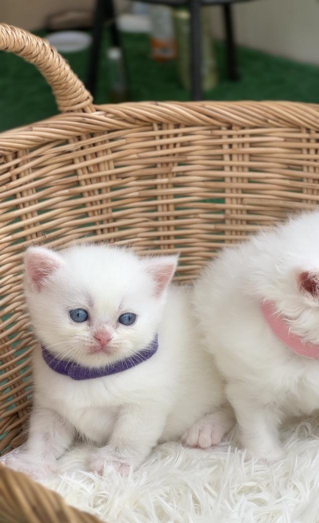 ดช.สก็อตติช ขาวละมุนตาฟ้า รูปย่อยที่ 2