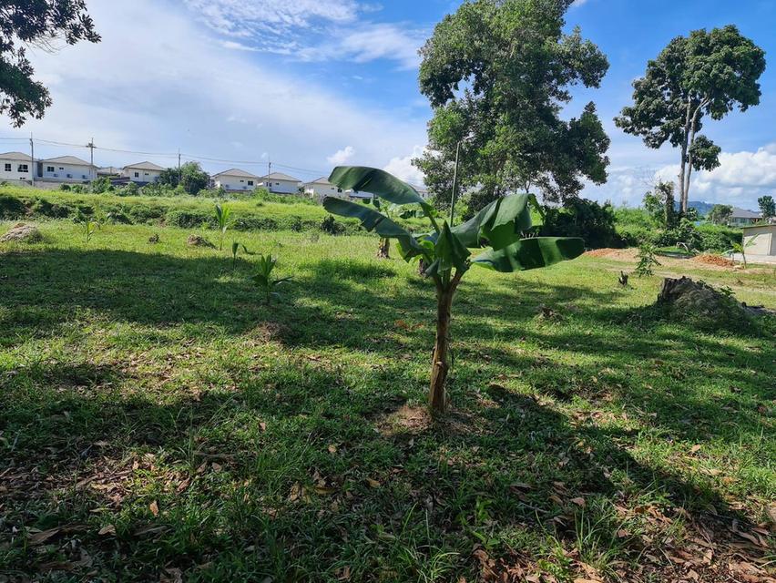 ขายที่ดิน กะทู้ ภูเก็ต 5