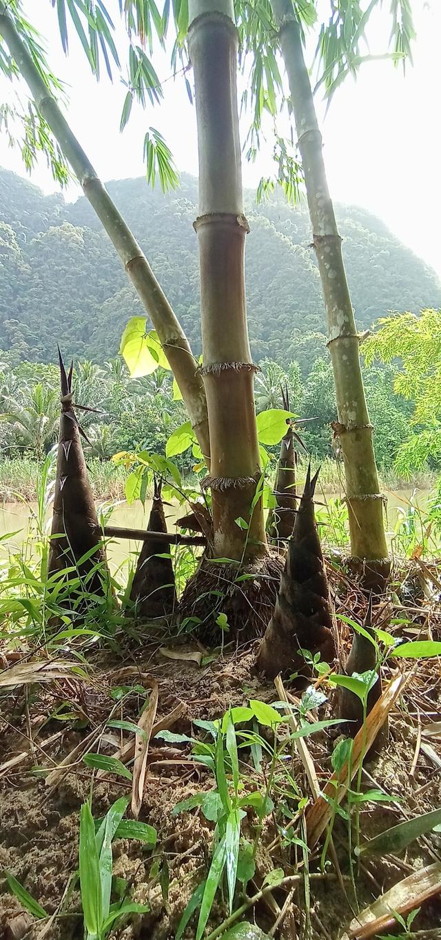 กิ่งพันธุ์ ไผ่ตงหวานศรีปราจีน รูปย่อยที่ 4
