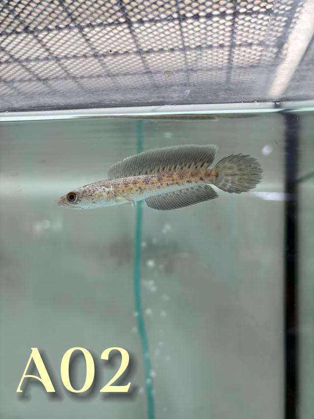 Auranti CB ( Hi-Fin ) 2.5-3.0 Channa Fish #oscar_channa_fish
