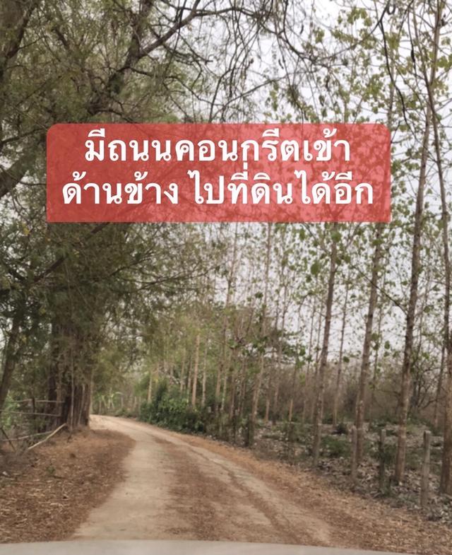ที่ดินแถมต้นอินทผลัม ทางขึ้นภูทับเบิก 6
