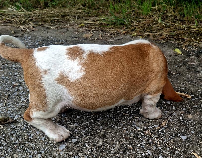 บาสเซ็ตฮาว์ดใบเพ็ดสมาคมพัฒนาพันธุ์สุนัข