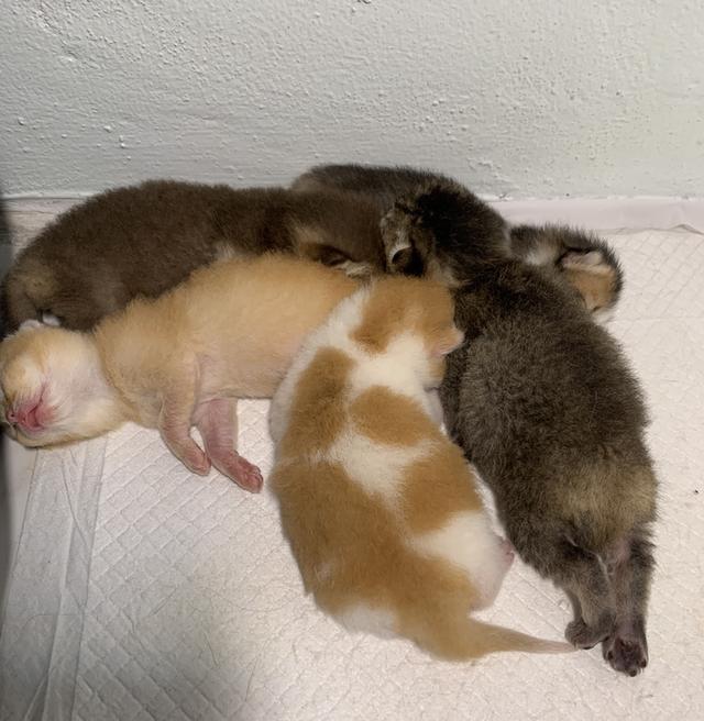 ลูกแมว สก๊อตติชบริชติช 3