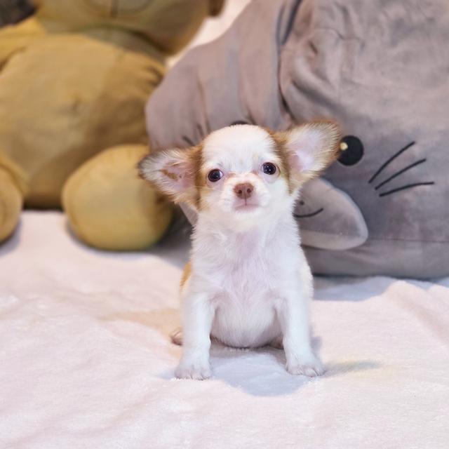 น้องปุยฝ้ายชิวาวาขนยาวเพศเมีย 6