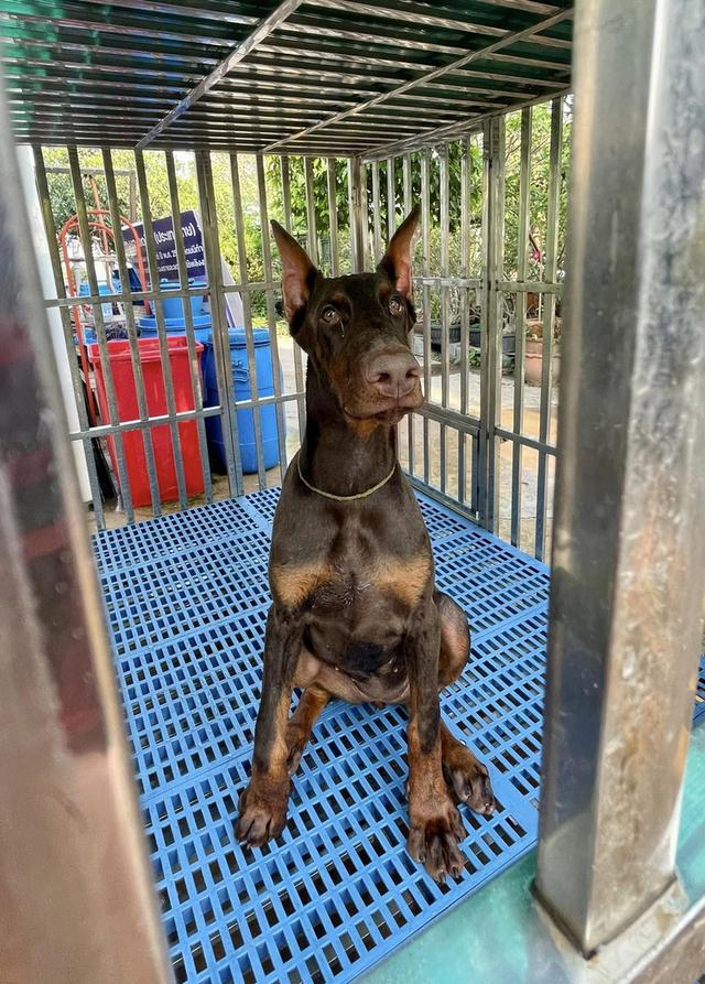 สุนัขพันธุ์โดเบอร์แมน (DOBERMAN) เพศเมีย อายุ 1 ปี 2