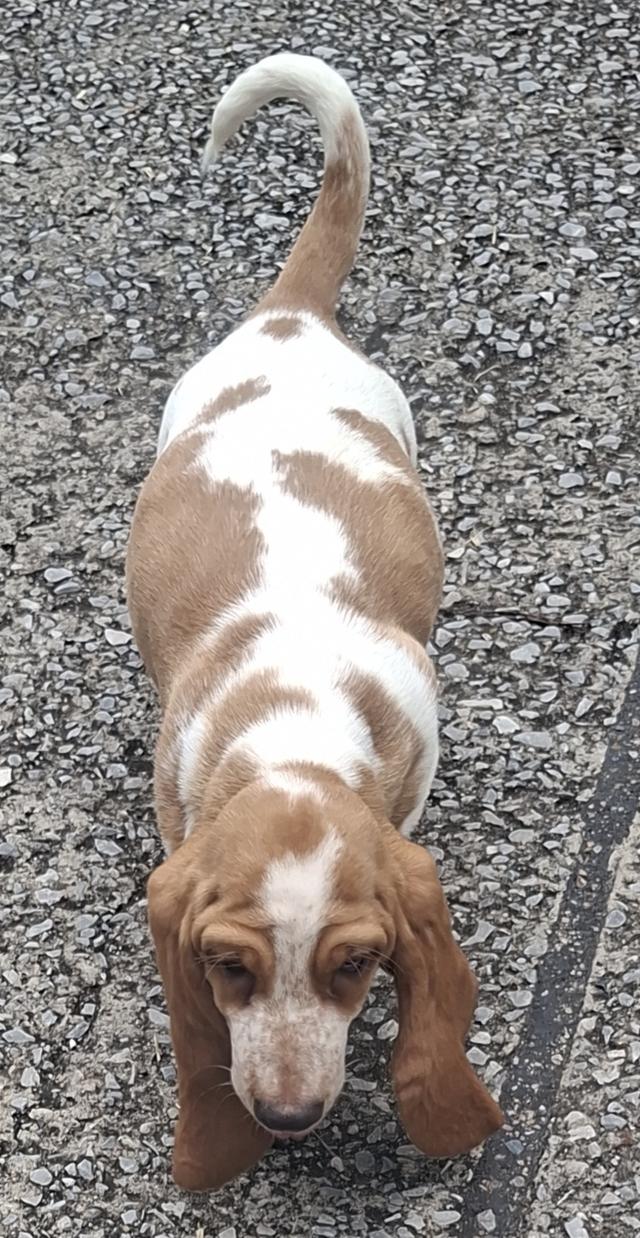 บาสเซ็ตฮาว์ดใบเพ็ดสมาคมพัฒนาพันธุ์สุนัข