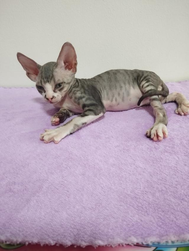 แมวสฟิงซ์ เพศชาย เกิด18/1/2569 รูปที่ 5