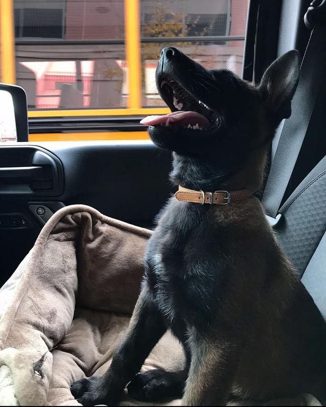 Belgian malinois puppies for adoption. รูปที่ 2