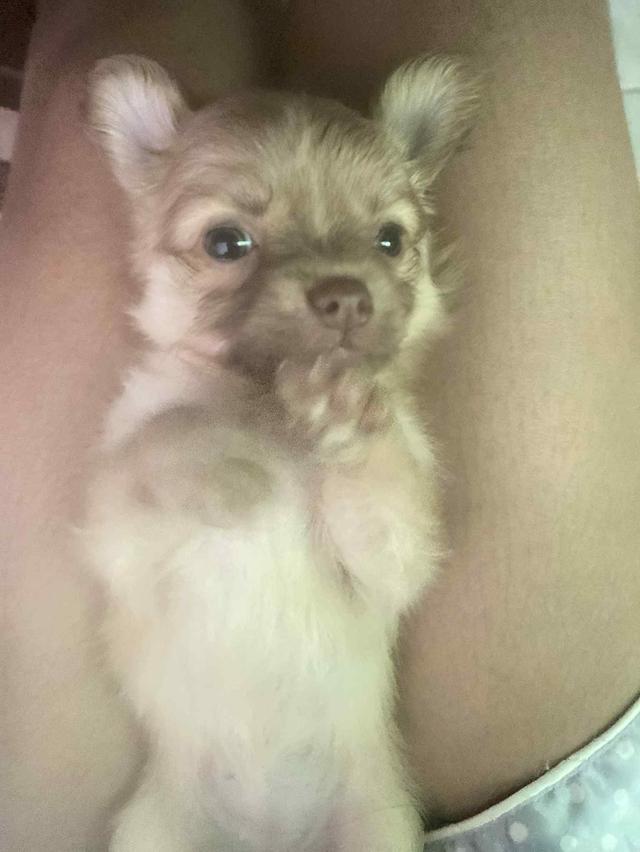 ชิวาวาราคาถูก2500 อยู่กรุงเทพ