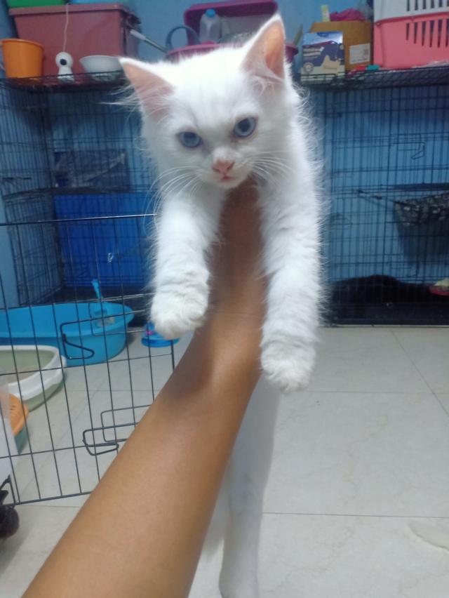 ลูกแมวเปอร์เซีย 1แถม1