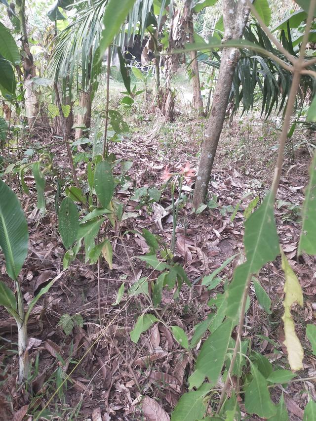 ต้นไม้มงคลนำโชคมหารวย รูปที่ 5