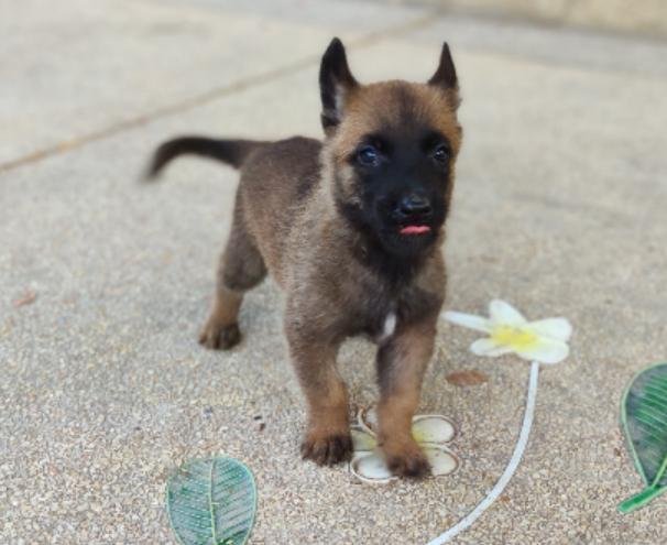 ขาย Belgian Malinois ตัวเล็ก 2