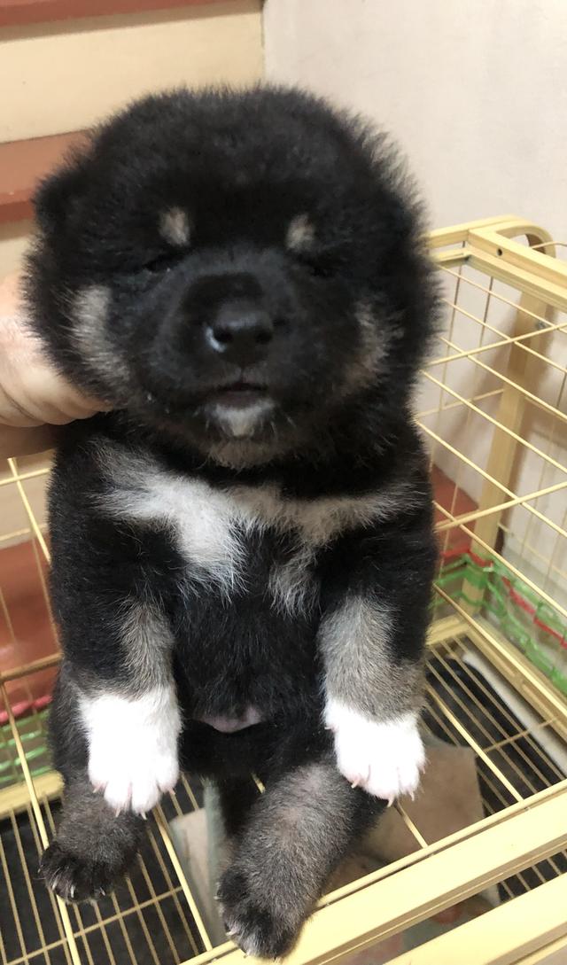 ลูกสุนัขชิบะอินุแท้ เพศผู้สี Black tan อายุ 2 เดือน