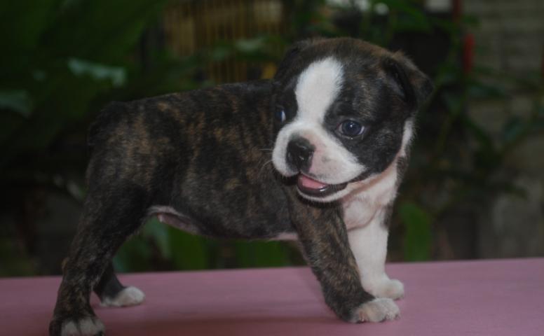 ขาย Boston Terrier ลายขาวดำ 3