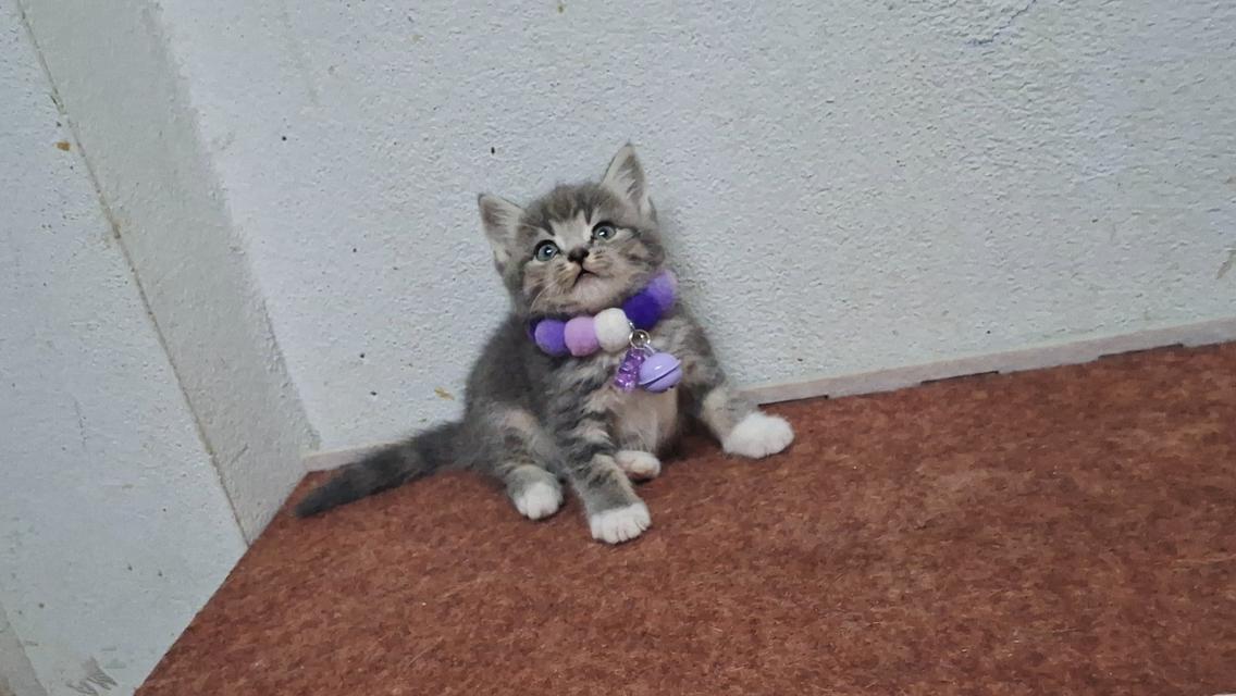 แมวสก๊อตติช ชาย1หญิง1 รูปที่ 6