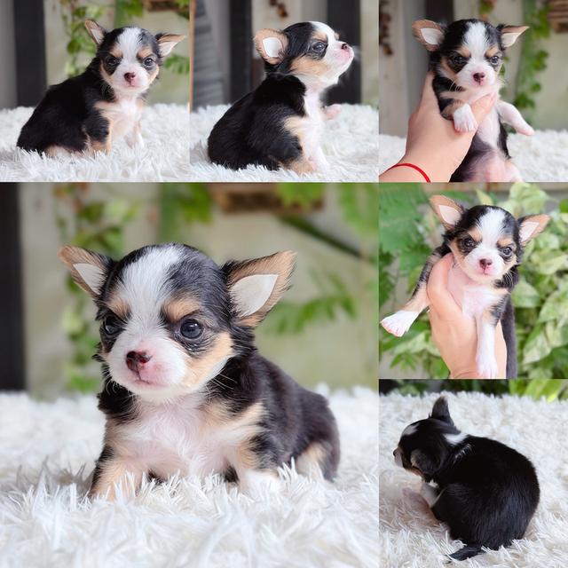 ชิวาวาแท้ ขนยาว เพศเมีย พร้อมย้ายบ้าน รูปที่ 5