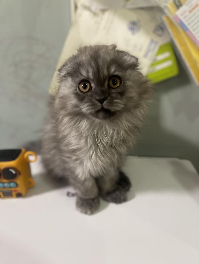 น้องแมวหน้าดำ(ชาย2เดือน)พร้อมย้านบ้าน