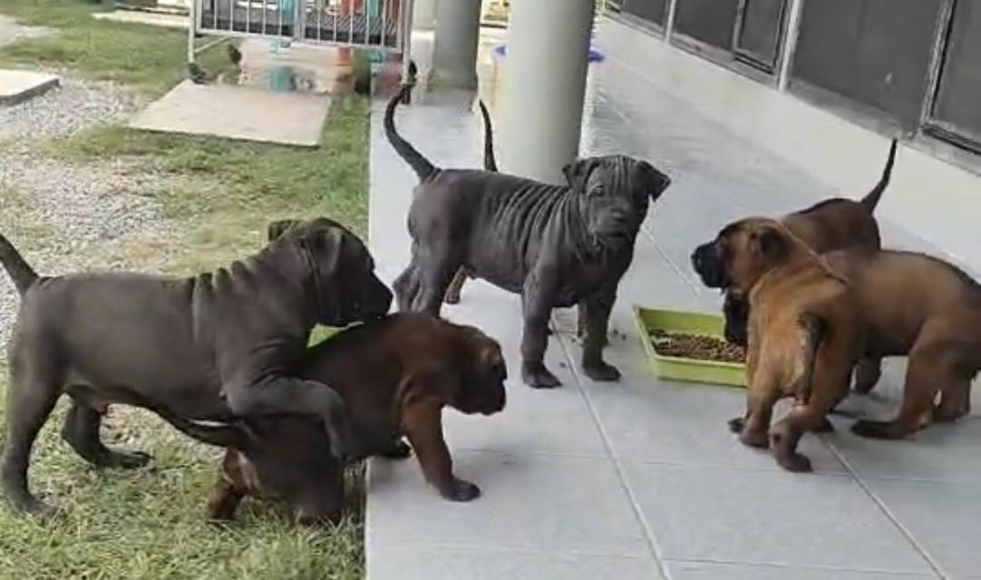 ลูกสุนัขพันธ์หลังอาน