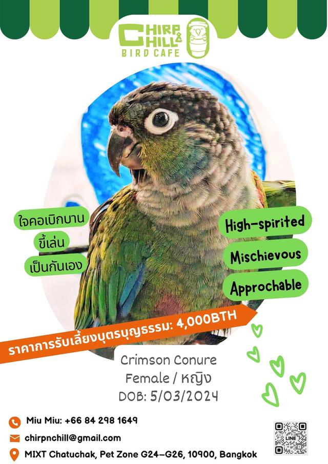 Chirp and Chill