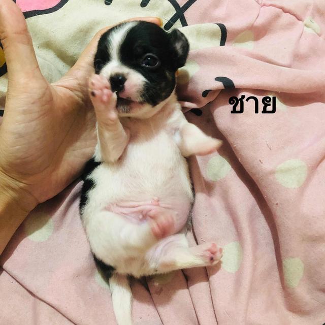 ชิวาวาผสมเฟรนบลูด็อกอายุ1เดือน 2