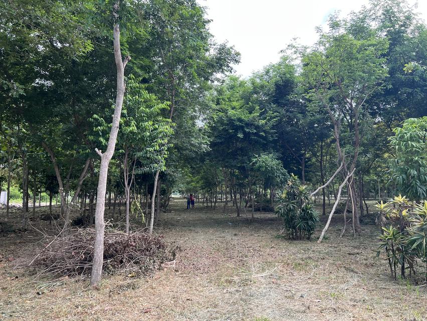ขายที่ดิน 8